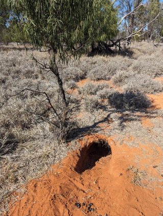 Wombat Burrow
